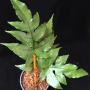 Doryopteris ludens (big leaf)