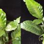 Tectaria sp.(T02) variegated