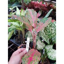 Aglaonema 'Butterfly' (Pink) 11-13
