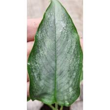 Шизматоглоттис Валличии (Серебряная форма) / Schismatoglottis wallichii (silver form) (S)