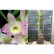 IMPERIALIS Hoya RED (long leaves)