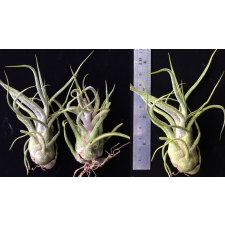Tillandsia pruinosa 1039