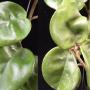 Hoya compacta 'Krinkle 8'(F1)(white flower)(#859).      859