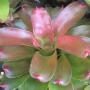 Neoregelia Philippines Hybrid (No.10) (Bromeliad) 222