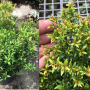 Syzygium paniculatum Dwarf