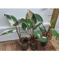 Филодендрон Розовая принцесса х Мраморный Король / PHILODENDRON PINK PRINCESS x MARBLE KING (S)