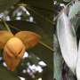 Melodorum fruticosum