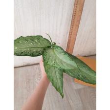 Dieffenbachia Udomsub sp