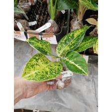 Aglaonema Lak Sub (Marble) 26