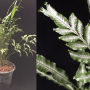 Pteris ensiformis hybrid (T01).