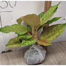 Аглаонема Пракайпет. / Aglaonema Prakaipet A-64