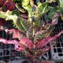 Codiaeum Tha Chang.