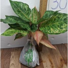 Аглаонема Пракайпет Гибрид. / Aglaonema Prakaipet hybrid A-65