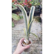 Billbergia 'Louise' 12А