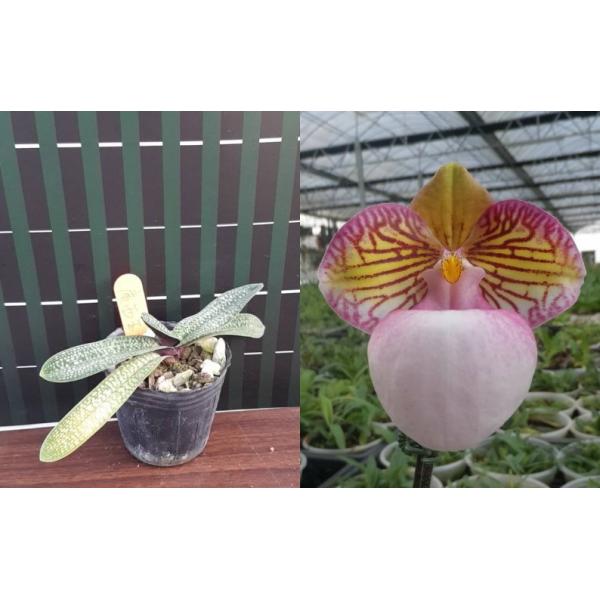 Папхиопедилум микрантум вар. эбурнеум / Paph. micranthum var eburneum