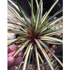 Tillandsia cyanea variegata