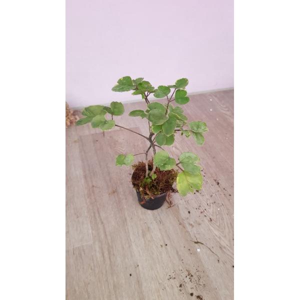 Полисциас Гуильфойля (Белая варегатность) / Polyscias guifoylei (white variegated) (S)