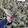 Aglaonema  world heritage  A-111