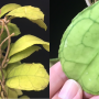 Hoya finlaysonii (short leaf)(#891).