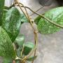 Hoya sp.907 ‘Khao Yai’ (Splash)(#907)