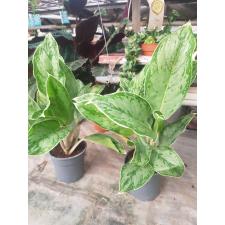 Aglaonema Cinto Queen 17 cm pot