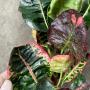 Codiaeum Ruay Thunjai.