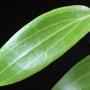 Hoya sp.653 Bulusan IML831 (aff siariae)                653