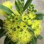 Xanthostemon chrysanthus(yellow flower).
