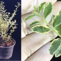 Serissa foetida variegata Selection