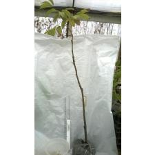 Litchi chinensis (fruit tree)