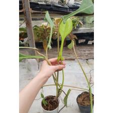 Philodendron joepii  pot