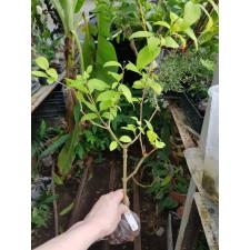 Thunbergia erecta 'Fairy Moon 629