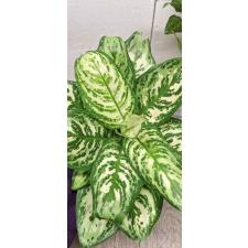 Aglaonema Platinum green A-60