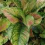 Aglaonema  Heng Heng - green  A-28