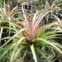 T. concolor x capitata Grisebach (Thai hybrid) 20