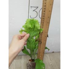 Microsorum ‘Sabud Chor’ (Special) 163