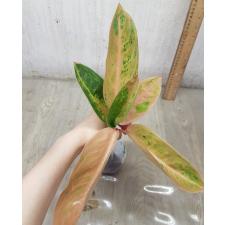 Aglaonema Pinky Banana A-48