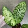 Dieffenbachia Hong Hern (selection)