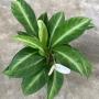 Spathiphyllum floribundum Dwarf variegated.