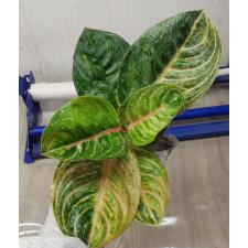 Aglaonema Siam Perfect Thailand A-100