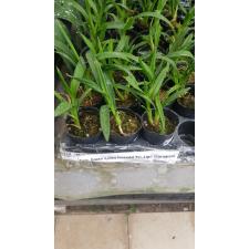 Цимбидиум "Грин Валлей Эмеральд" вариация Трилип / Cym.Green Valley Emerald 'Tri-Lipe'