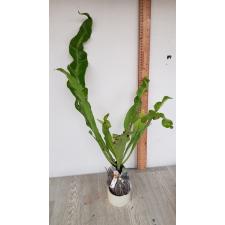 Polypodium musifolium x Twisted Tip 359 по 2200р