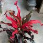 Codiaeum Sethee Tha Sao.