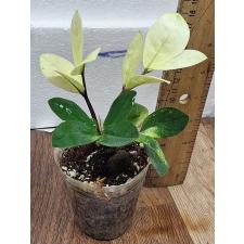 Замиокулкас Хамелеон / Zamioculcas zamiifolia (Chameleon)(S)