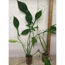 Филодендрон джоепии / Philodendron joepii