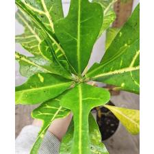 Кодиеум (Т31) Желтые жилы и зеленый трехлопастный лист. / Codiaeum (T31) Yellow veination and green trilobe leaf 73