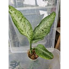 Dieffenbachia Udomsub sp form стакан