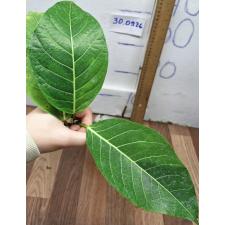 Фикус Лимон Фроз / Ficus Lemon Froze