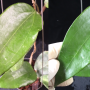 Hoya sp.22 'Khao yai' big leaf (#261).