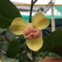 Mitrephora keithii x winitii (grafted).